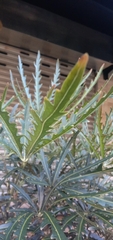 Plerandra elegantissima