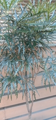 Plerandra elegantissima