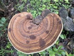 Polyporaceae