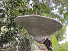 Polyporaceae