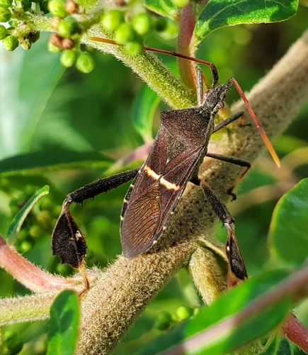 Eastern leaf-footed bug