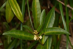 Gynochthodes phyllireoides
