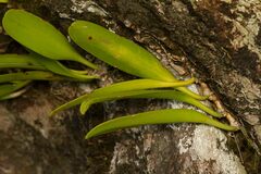 Bulbophyllum apodum