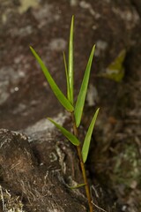 Dendrobium camaridiorum