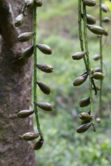 Barringtonia neocaledonica