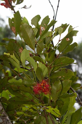 Geissois montana observed 2012-11-19