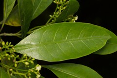 Eumachia