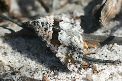 Dichromodes triparata