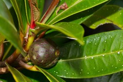 Ficus cataractorum