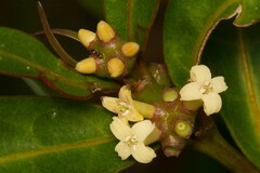 Gynochthodes phyllireoides