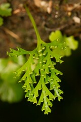 Davallia pusilla