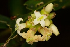 Gynochthodes phyllireoides