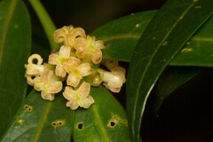 Gynochthodes phyllireoides
