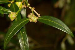 Gynochthodes phyllireoides