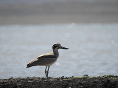 Esacus recurvirostris