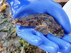 Hemilepidotus jordani