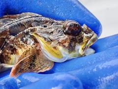 Hemilepidotus jordani