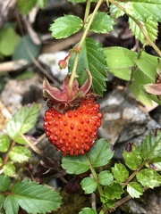 Rubus taiwanicola