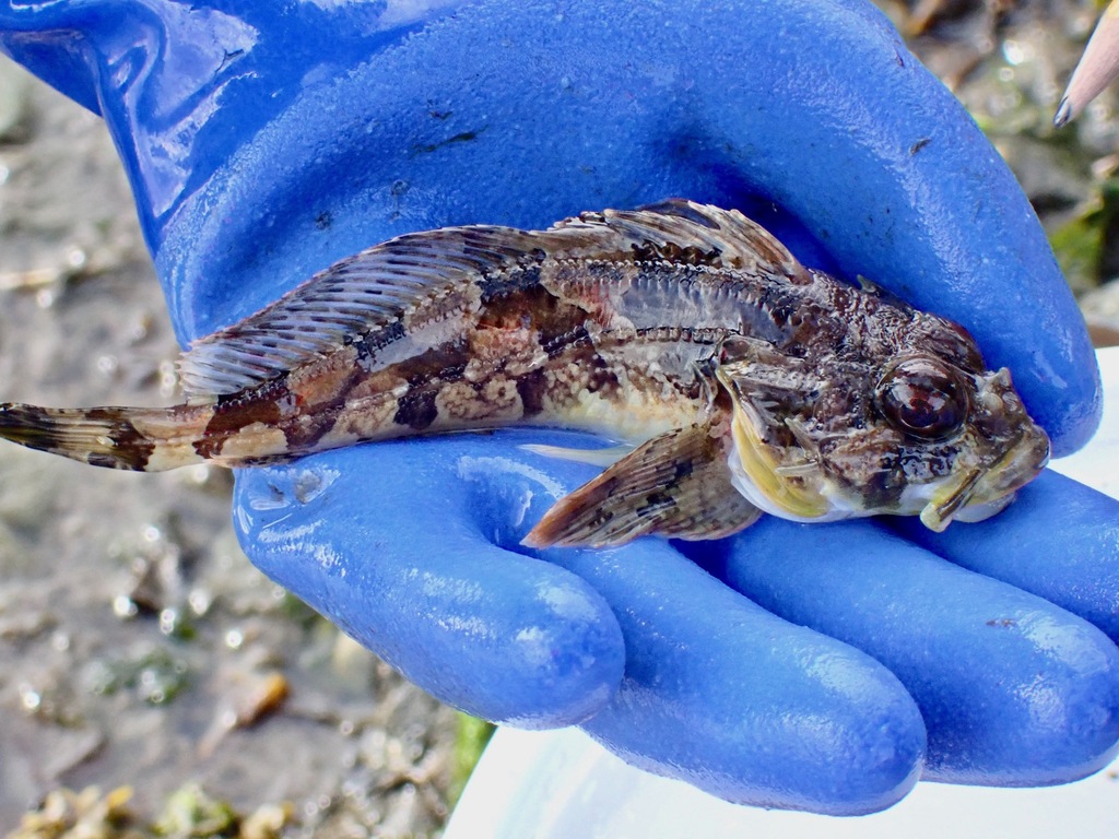 Red Irish lord (Hemilepidotus hemilepidotus) — Cottidae
