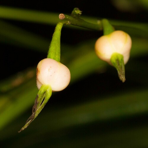 Cleidion veillonii · iNaturalist