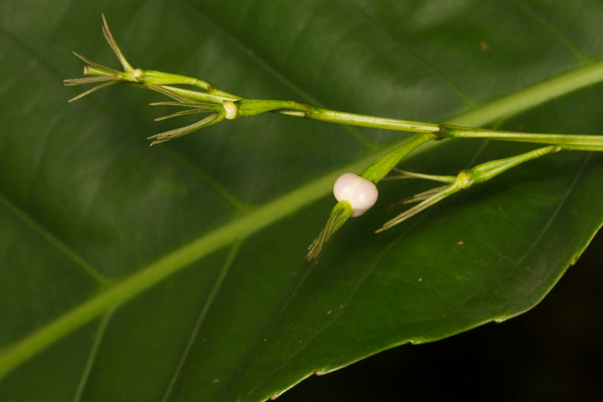 Cleidion