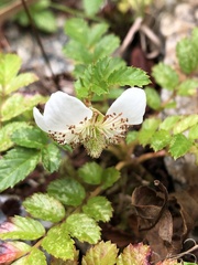 Rubus taiwanicola