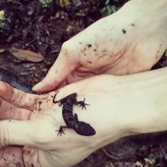 Cyrtodactylus intermedius