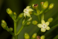 Eumachia
