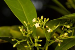 Eumachia
