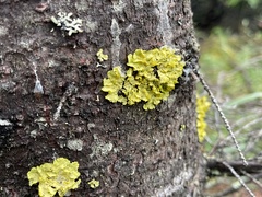 Vulpicida juniperinus