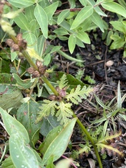 Pedicularis verticillata