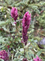 Castilleja raupii