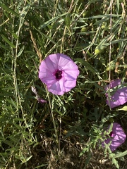 Ipomoea leptophylla