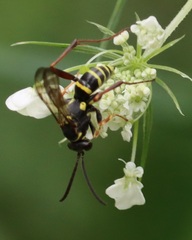 Ceropales maculata