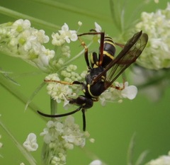 Ceropales maculata