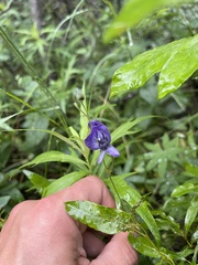 Aconitum delphiniifolium