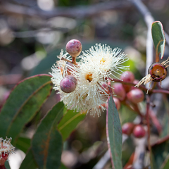 Eucalyptus cosmophylla
