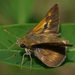 Crossline Skipper - Photo (c) summerazure, some rights reserved (CC BY-NC-SA)