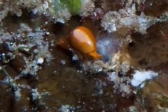 Gibberula