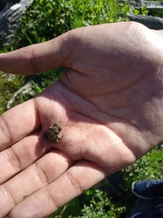 Bufotes pseudoraddei