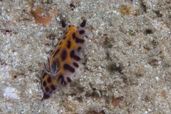 Halgerda dichromis