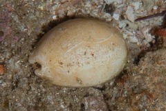 Lyncina