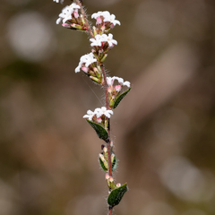 Leucopogon concurvus