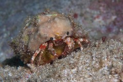 Dardanus sanguinolentus