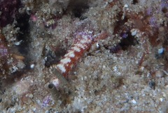 Hypselodoris maculosa
