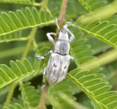 Ericydeus lautus