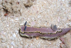 Glossodoris bonwanga