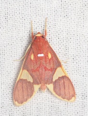 Trichromia lophosticta