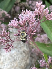 Bombus impatiens