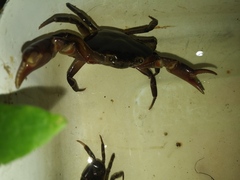 Hypolobocera bouvieri